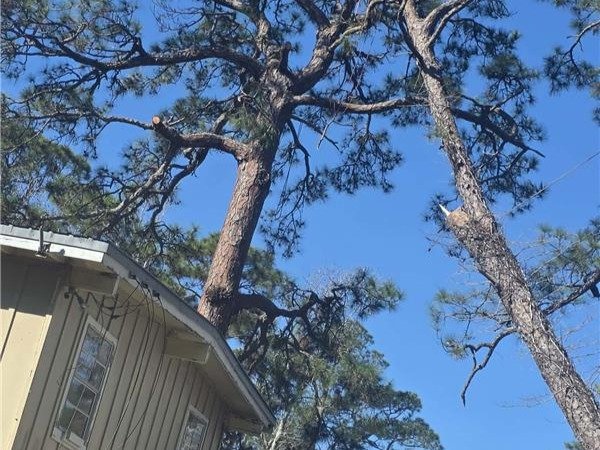 A&F Tree Services Llc